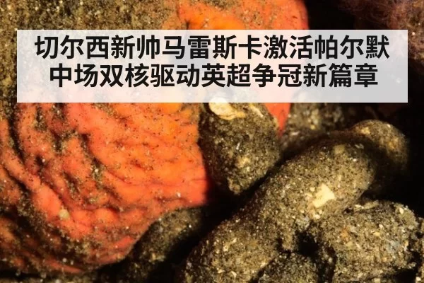 切尔西新帅马雷斯卡激活帕尔默 中场双核驱动英超争冠新篇章